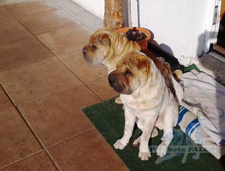 �arpej bez PP, fena a pes (6 let, 6 m�s�c�)