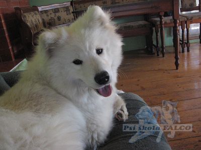 Samojed s PP, fena (4 roky)