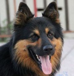 Chodsk� pes s PP, pes (4,5 roku)