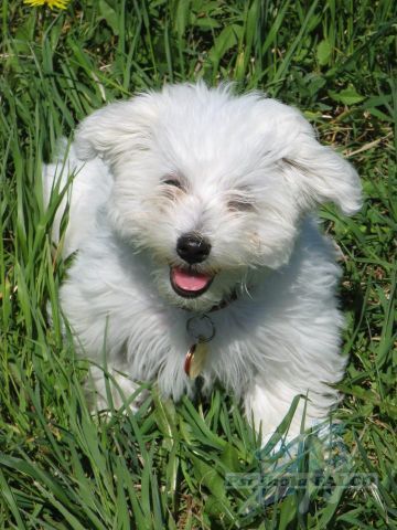 Malt�zsk� ps�k, fena bez PP (4 m�s�ce)