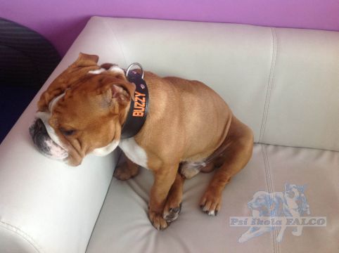 Anglick� buldok, pes s PP (2 roky)