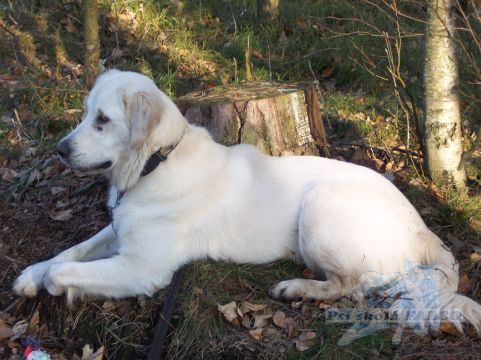 Zlat� retr�vr, fena (10 m�s.)