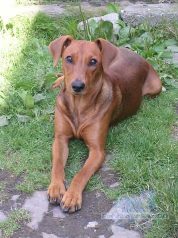 N�meck� pin�, fena (1 rok)