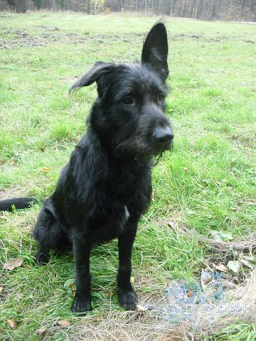 Velk� kn�ra� x b�l� �v�carsk� ov��k, pes (10 m�s�c�)