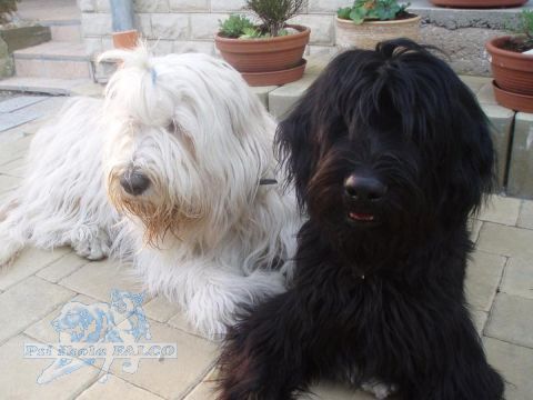 Jihorusk� ov��k/Briard, fena/fena (3 roky/3 roky)