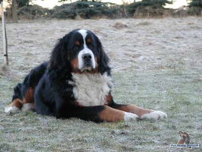 Bernsk� sala�nick� pes, pes