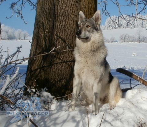eskoslovensk vlk, pes (1 rok)