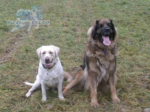 Labrador/Leonberger, fena/fena