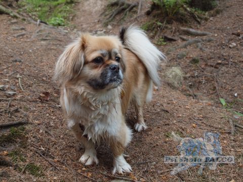 Tibetsk� �pan�l, fena (20 m�s�c�)