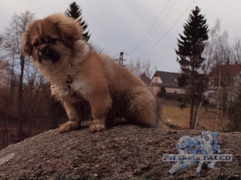 Tibetsk� �pan�l, fena (4 m�s�ce)