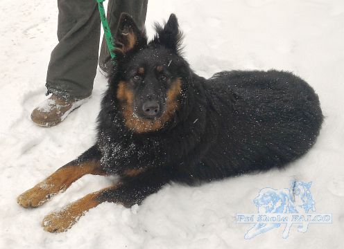 Chodsk� pes, pes (10 m�s�c�)