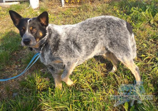 Australsk� hon�ck� pes, pes (4,5 roku)