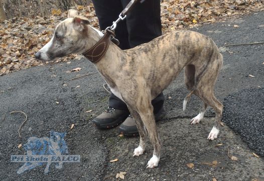 Vipet, fena (14 m�s�c�)