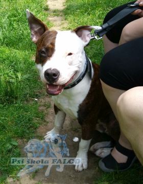 Americk� stafford��rsk� teri�r, pes (9 m�s�c�)