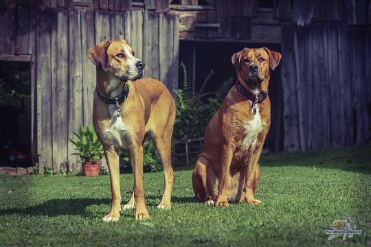 N�meck� doga x bernsk� sala�nick� pes, feny (3,5 roku)