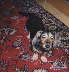 Drsnosrst� jezev��k, fena (14 let) 