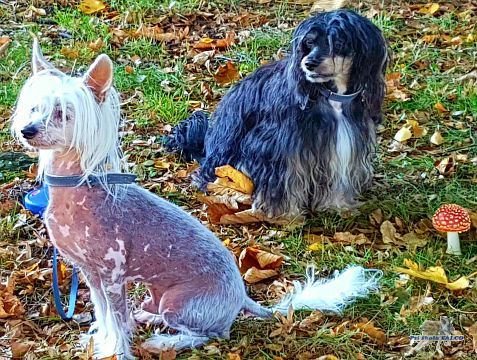 ��nsk� chocholat� pes, pes/pes (9/12 let)