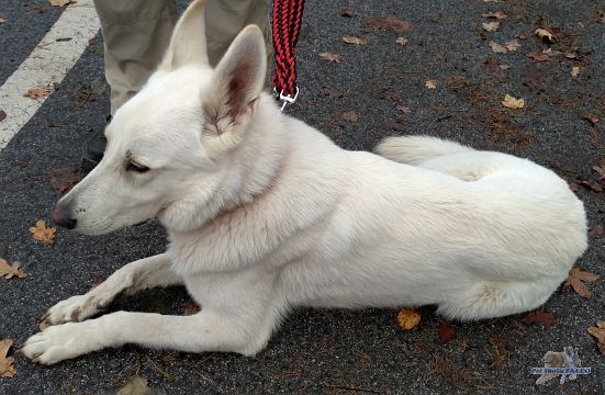 B�l� �v�carsk� ov��k, pes (2 roky)