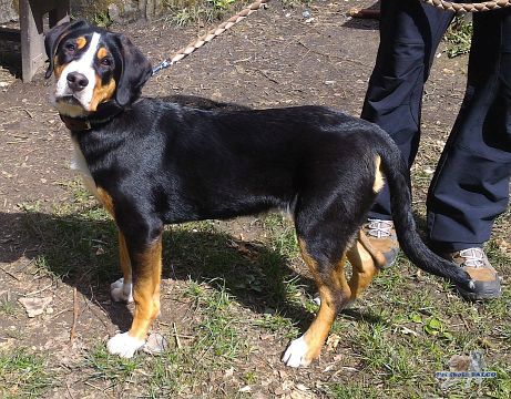 Velk� �v�carsk� sala�nick� pes, fena (4 m�s.)