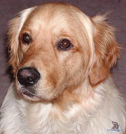 Zlat� retr�vr, pes 