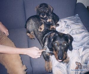 Drsnosrst� jezev��ci (otec+syn)