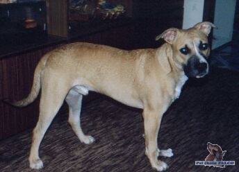 Americk� stafford�irsk� teri�r (AST)