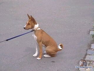 Basenji, fenka (4 m�s�ce)