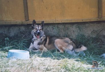 Z�padosibi�sk� lajka, pes (10 m�s�c�) - �edy:)