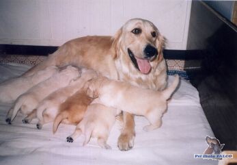 Fenka zlat�ho retr�vra se �t��aty