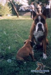 Fena boxera + �t�n�