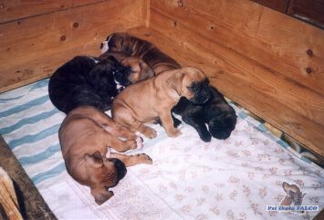 �t��ata boxera