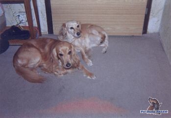 K��enci kokr�pan�la a zl. retr�vra, pes+fena