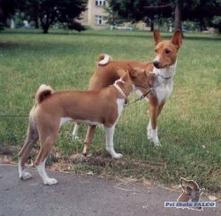 Basenji, fenka (5m�s.), pes (18m�s.)