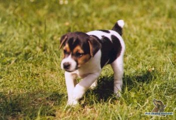 Parson Russel Terrier, pes (3m�s.)