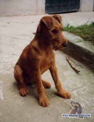 Irsk� teri�r,fena (3m�s.)