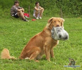 Nova Scotia Duck Tolling Retriever, pes
