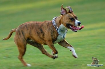 Americk� stafford��rsk� teri�r, fena (14m�s.)