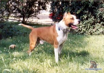 Americk� stafford��rsk� teri�r, pes (2 roky)