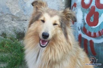 �eltie, fena (21m�s.)