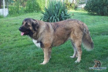 Kavkazsk� pasteveck� pes, fena (19m�s.)