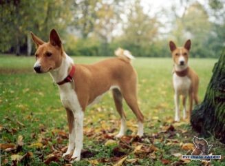 Basenji, fena (8m�s.)