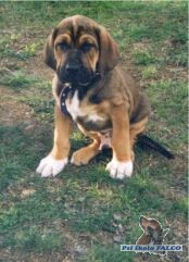 Rhod�sk� ridgeback x braz. fila (10 t�dn�)