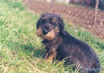 Drsnosrst� trpasli�� jezev��k, pes (4m�s.)