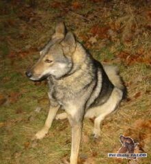 Lajka nejasn�ho p�vodu, pes