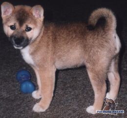Shiba-Inu, fenka (2 m�s.)