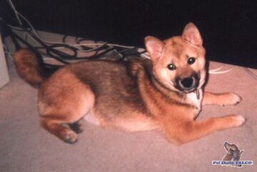 Shiba-Inu, fenka (4 m�s)