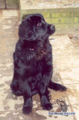 Novofoundlandsk� pes, fenka (6 m�s.)