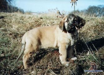 �pan�lsk� mastin, pes (2,5 m�s.)