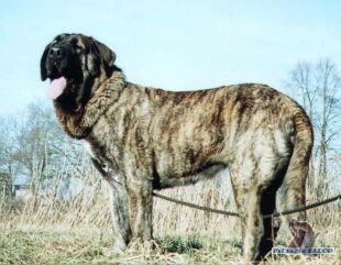 �pan�lsk� mastin, fena (21 m�s.)