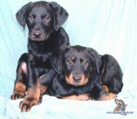 Beauceron, �t��ata (pejsek + fenka)
